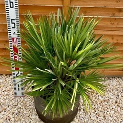 チャメロプス ボルケーノ ヤシ ソテツ アガベ ドライガーデン