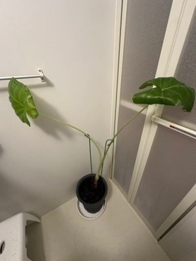 観葉植物　高さ120cm