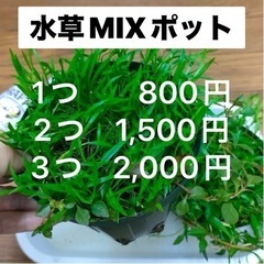 1)水草MIXポット（3個）