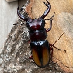 エロンガトゥスペア