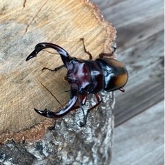 エロンガトゥスペア