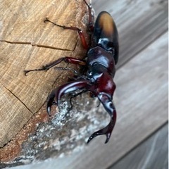 エロンガトゥスペア