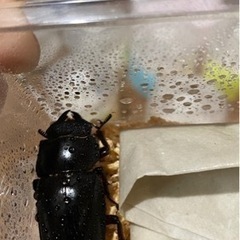 エロンガトゥスペア