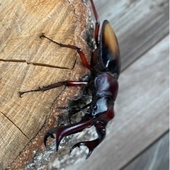 エロンガトゥスペア