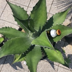 アガベ ブルーグロー 特大株 引き取り限定 アガベ ブルーグロー 特大株