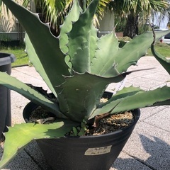 アガベ　フェロックス　大株