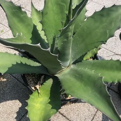 アガベ　フェロックス　大株