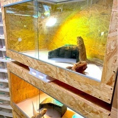 爬虫類ケージの中古が安い！激安で譲ります・無料であげます(7ページ目  