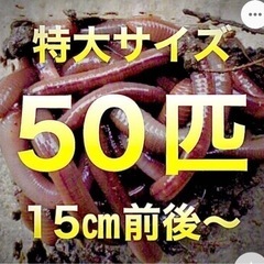 ドバミミズ　50匹