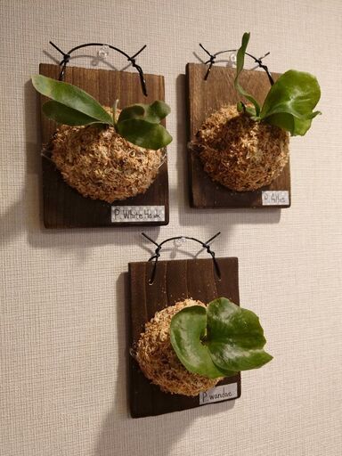 【お取引中】ビカクシダ 板付け3点セット(アリス、ホワイトホーク、ワンダエ)