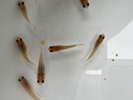 メダカ、ピンク出目ダルマ、半ダルマ11匹商談中。\n
