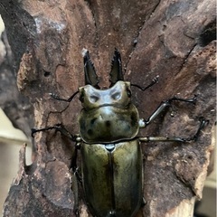 北海道のババオウゴンオニの中古が安い！激安で譲ります・無料で  