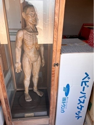 人体模型