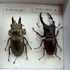 ローゼンベルグオウゴンオニの中古が安い！激安で譲ります・無料で  