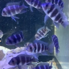 フロントーサの中古が安い！激安で譲ります・無料であげます｜ジモティー 