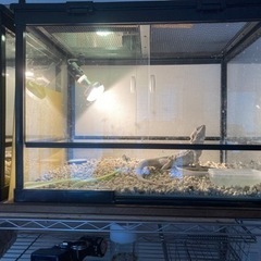 爬虫類ケージの中古が安い！激安で譲ります・無料であげます(7ページ目  