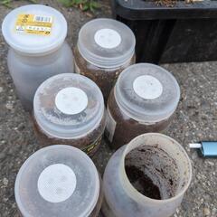 オオクワガタです