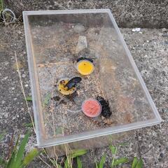 オオクワガタです