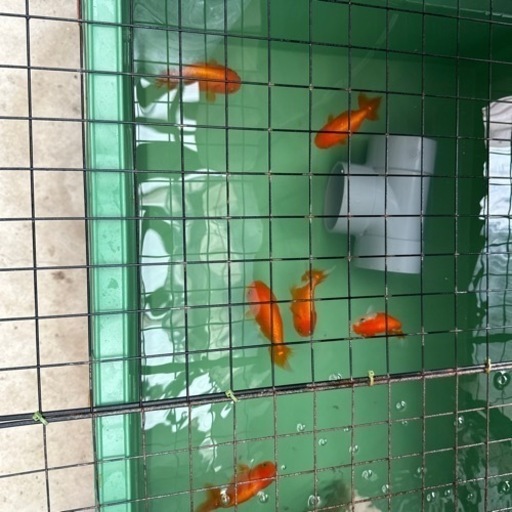 金魚