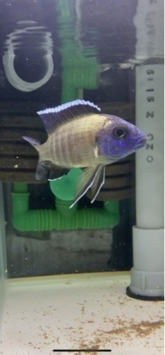 熱帯魚　アフリカンシクリッド  アウロノカラ　ステベニィ　ウジスヤ　ワイルドF1  写真個体販売　8〜9センチ