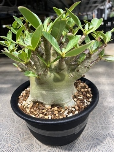 アデニウム アラビカム 観葉植物
