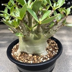 アデニウム アラビカム 観葉植物　