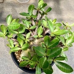 アデニウム アラビカム 観葉植物　