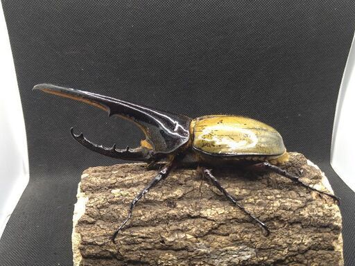 【極太極短系統】ヘラクレスオオカブトムシ　♂♀ペア　7-9