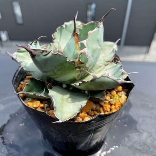 アガベ BB ブラック＆ブルー GREEN フラワー・ガーデニング アガベ