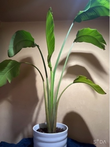 観葉植物　オーガスタ