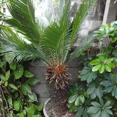 ソテツ 鉢 大型 観葉植物 60年モノ