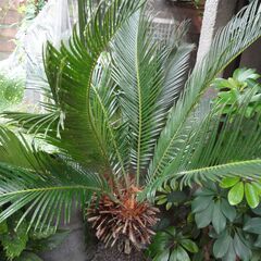 ソテツ　鉢　大型　観葉植物　６０年モノ