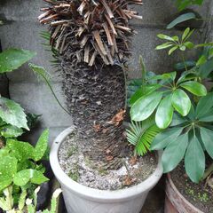 ソテツ 鉢 大型 観葉植物 60年モノ