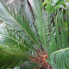 ソテツ 鉢 大型 観葉植物 60年モノ