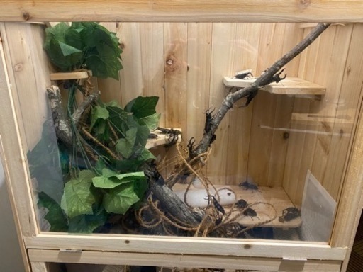 R63アク抜き済み流木 爬虫類シェルター 登り木 インテリア 生け花 R63アク抜き済み流木 木製昆虫シェルター