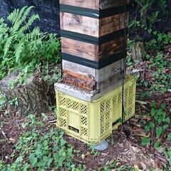  日本蜜蜂    決まりました                                            