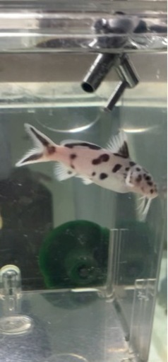 熱帯魚　アフリカンシクリッド  シノドンティス　ポリィ　4センチ　レア種