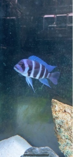 熱帯魚　アフリカンシクリッド  フロントーサ　WILDモバ　10-12センチ　写真個体販売