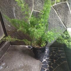 観葉植物D