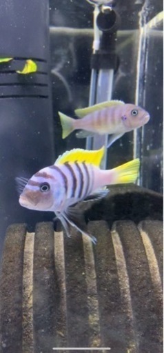 熱帯魚　アフリカンシクリッド  シノティラピア　アフラ　ジャロリーフ　ペア販売　オス9センチ　メス7センチ　写真個体販売