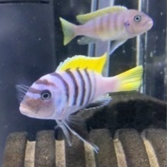 熱帯魚 アフリカンシクリッド シノティラピア アフラ ジャロリーフ