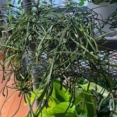 観葉植物　ホヤレツーサ