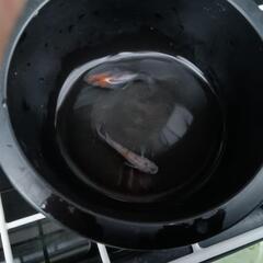 タライ その他の中古が安い！激安で譲ります・無料であげます(7ページ  