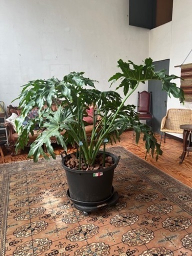 【売約済み】[植物売ります] セローム