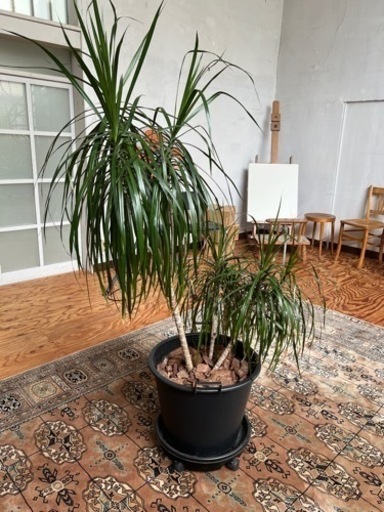 【売約済み】[植物売ります] ドラセナ コンシンネ