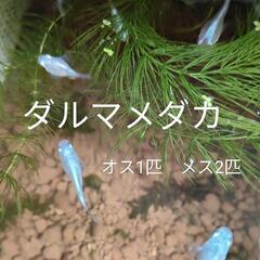 ダルマメダカの中古が安い！激安で譲ります・無料であげます(6ページ目)｜ジモティー