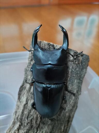 能勢SRオオクワガタ②能勢YGオオクワガタ⑧2点セット