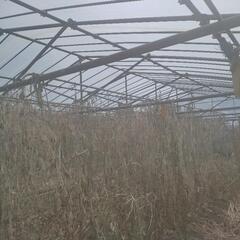 パイプハウス（足場パイプ使用)