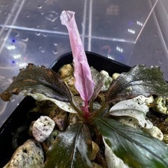 ブセファランドラsp ピンクバリエガータ