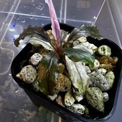 ブセファランドラsp ピンクバリエガータ